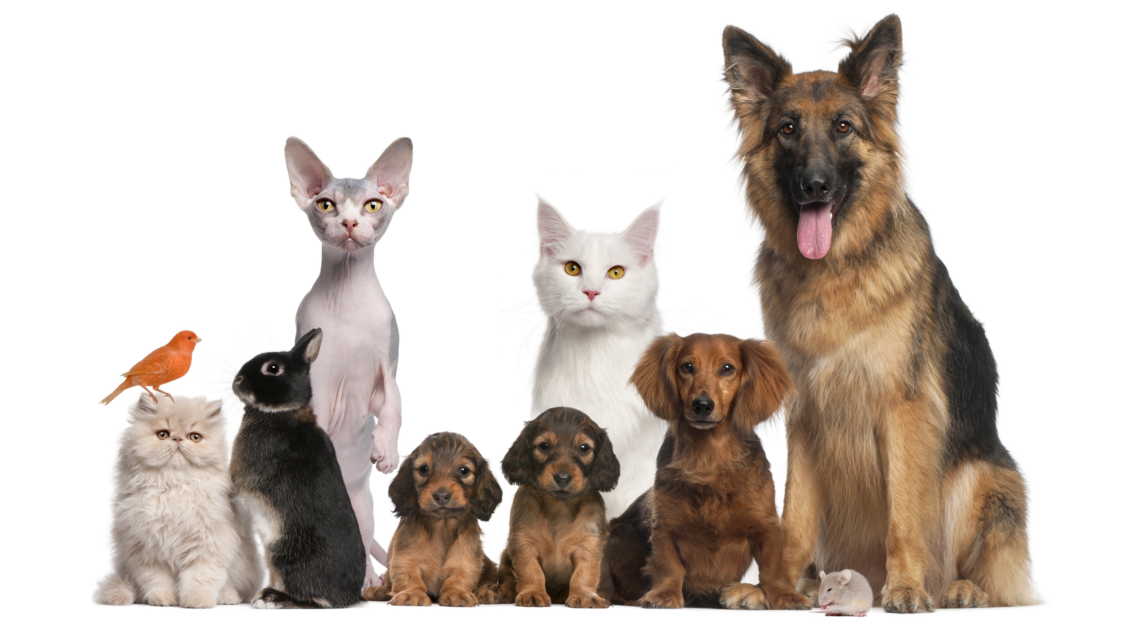 Cachorros e gatos amigos
